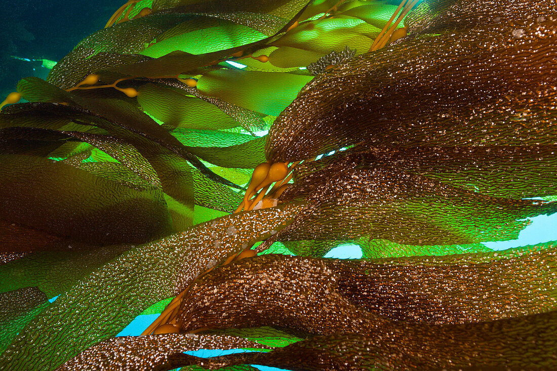 Kelpwald Riesentang, Macrocystis pyrifera, San Benito Island, Mexiko