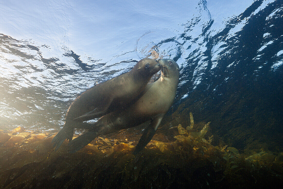 Kalifornische Seelöwen, Zalophus californianus, Cedros Island, Mexiko