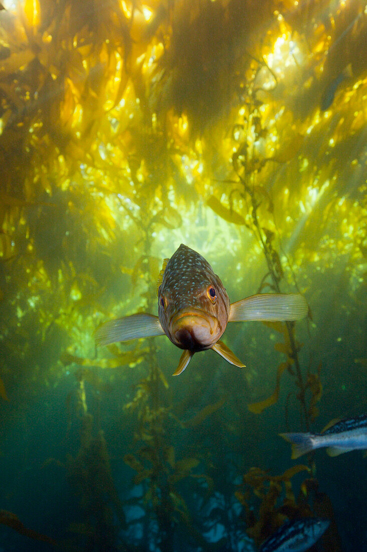 Kelp Bass Saegebarsch, Paralabrax clathratus, Cedros Island, Mexiko