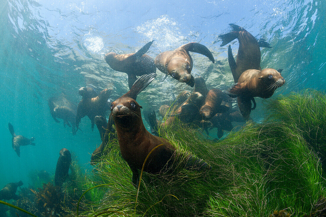 Kalifornische Seelöwen, Zalophus californianus, Cedros Island, Mexiko