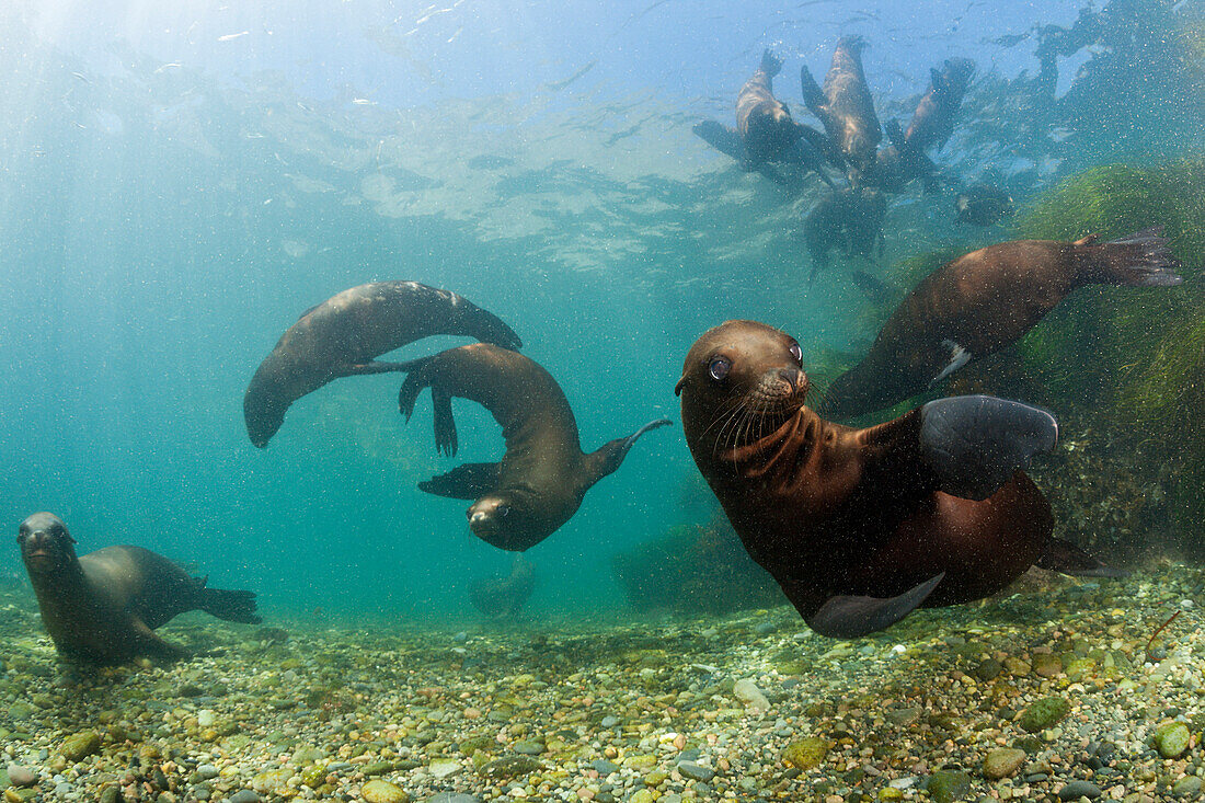 Kalifornische Seelöwen, Zalophus californianus, San Benito Island, Mexiko