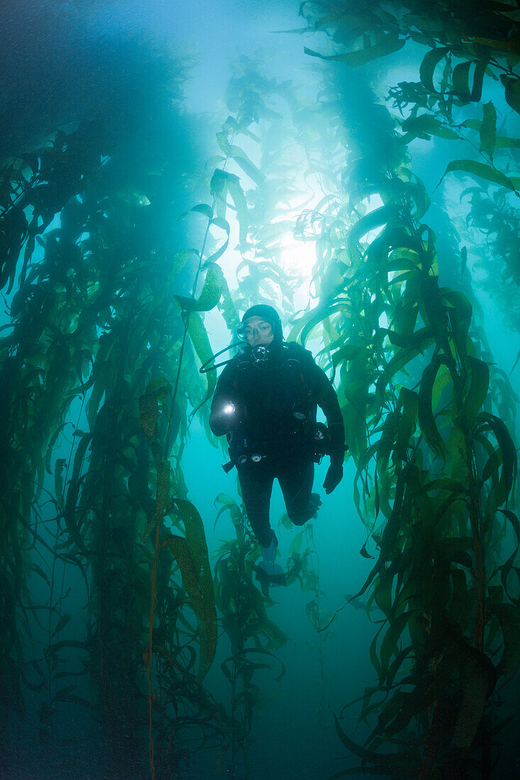Scuba Diving in Kelp Forest, Macrocystis pyrifera, San Benito Island, Mexico