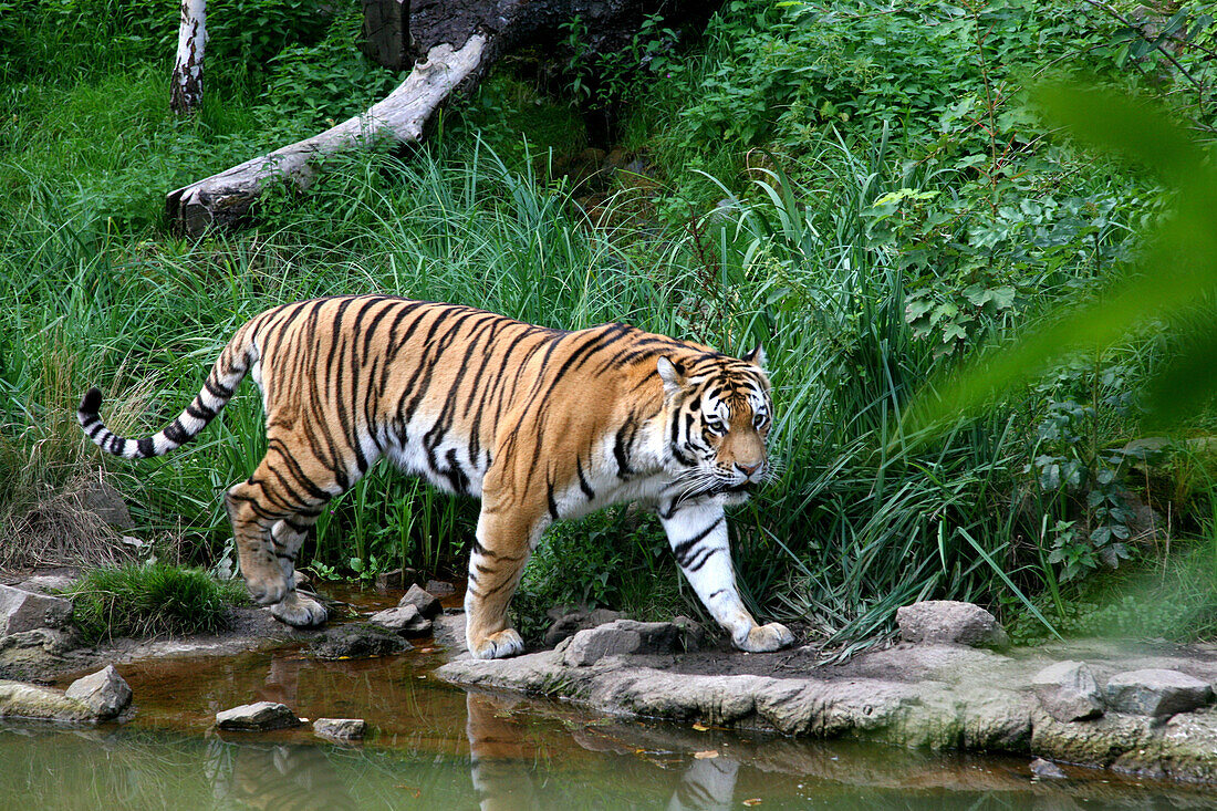 Tiger, Zoo, Leipzig, Saxony, Germany