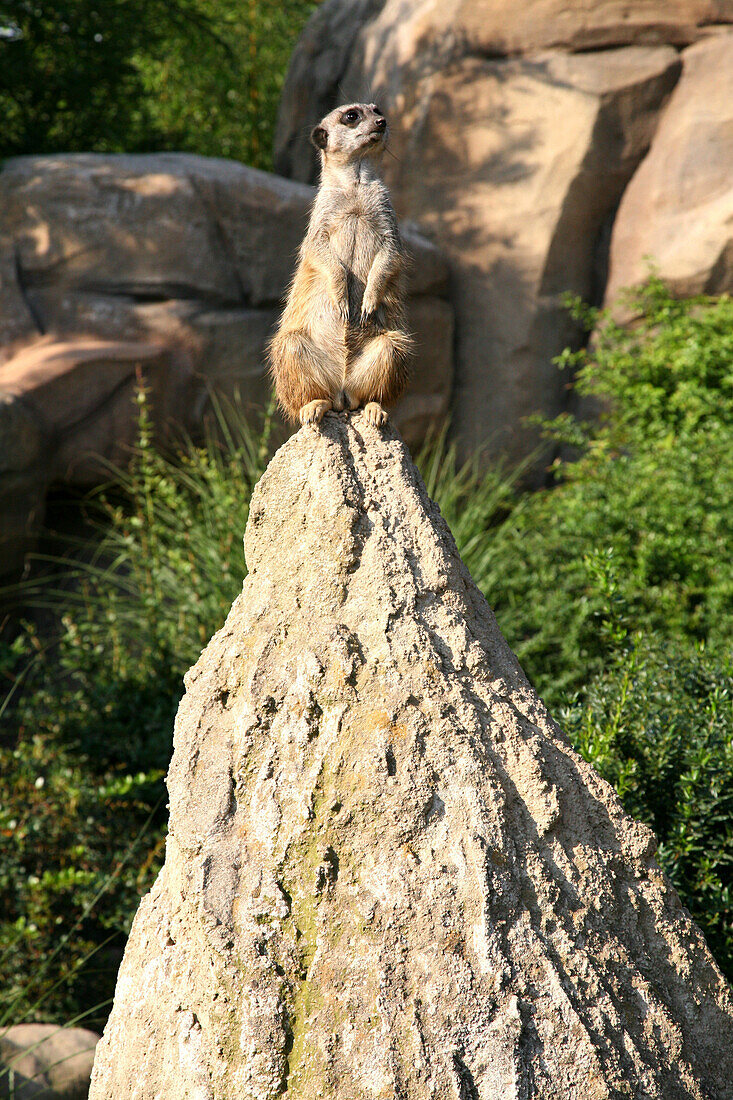 Erdmännchen, Leipzig Zoo, Sachsen, Deutschland