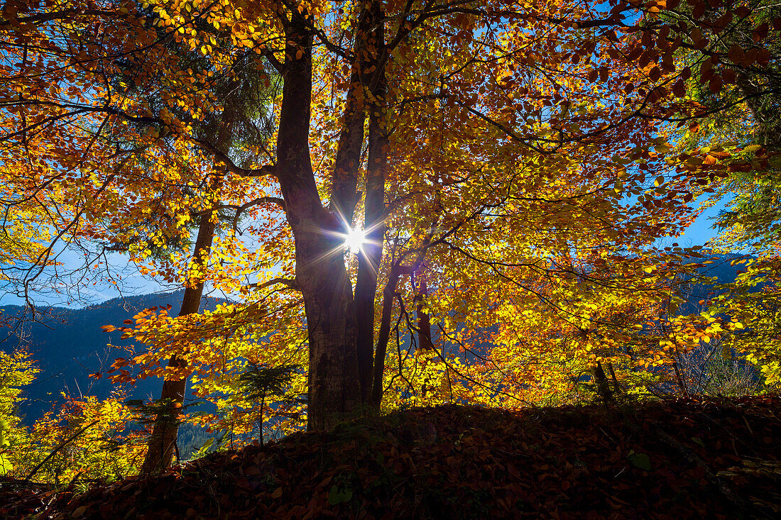 Buchen im Gegenlicht zwischen Wallgau und Vorderriß, Oberbayern, Bayern, Deutschland