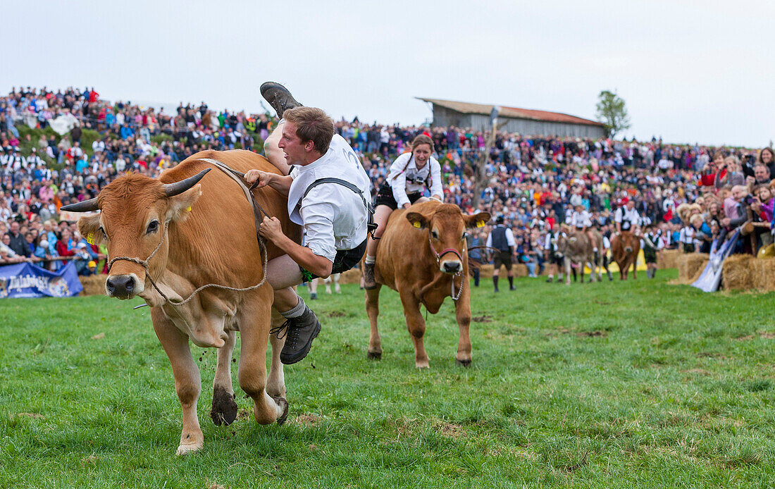 Ox racing in Muensing, Lake Starnberg, Bad Toelz, Wolfratshausen, Upper Bavaria, Bavaria, Germany