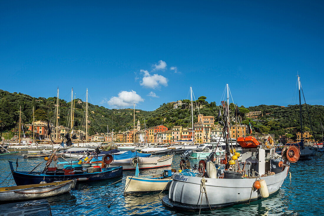 Fishing boats in the harbour, Portofino, province of Genua, Italian Riviera, Liguria, Italy