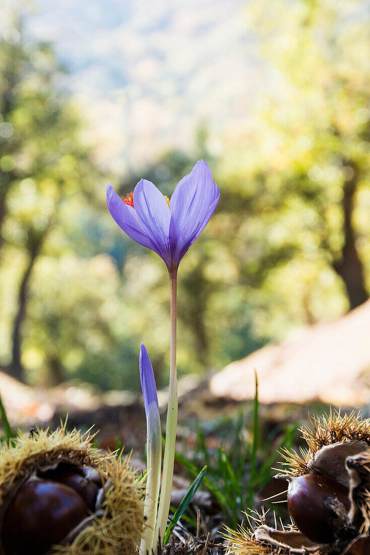 chestnuts and meadow saffron, near Calizzano, province of Savona, Italian Riviera, Liguria, Italy