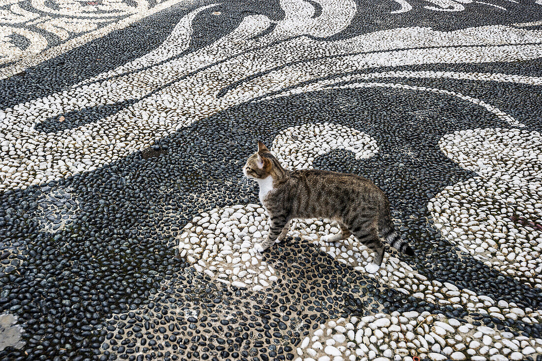 Katze und Mosaik vor einer Kirche, Zoagli, Provinz Genua, Riviera di Levante, Ligurien, Italien