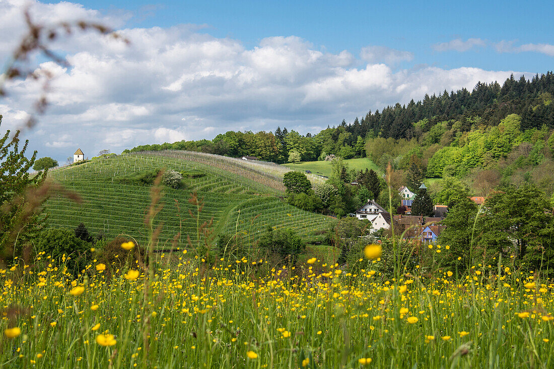 Meadow near Muellheim, Black Forest, Baden-Wuerttemberg, Germany