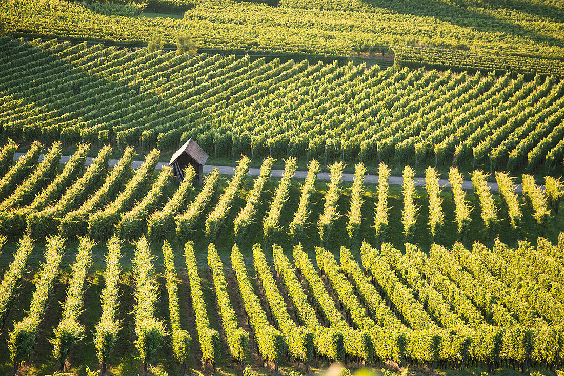 Vineyard near Freiburg im Breisgau, Black Forest, Baden-Württemberg, Germany