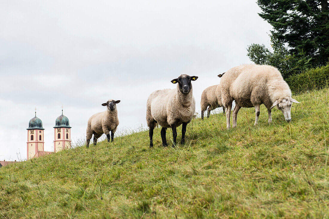 Schafe beim Grasen, St Märgen, Schwarzwald, Baden-Württemberg, Deutschland