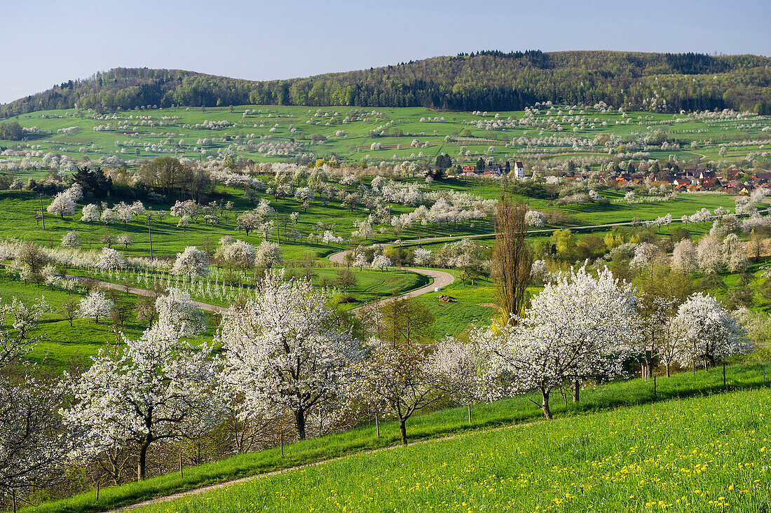 Blossoming cherry trees, Obereggenen near Muellheim, Black Forest, Baden-Wuerttemberg, Germany