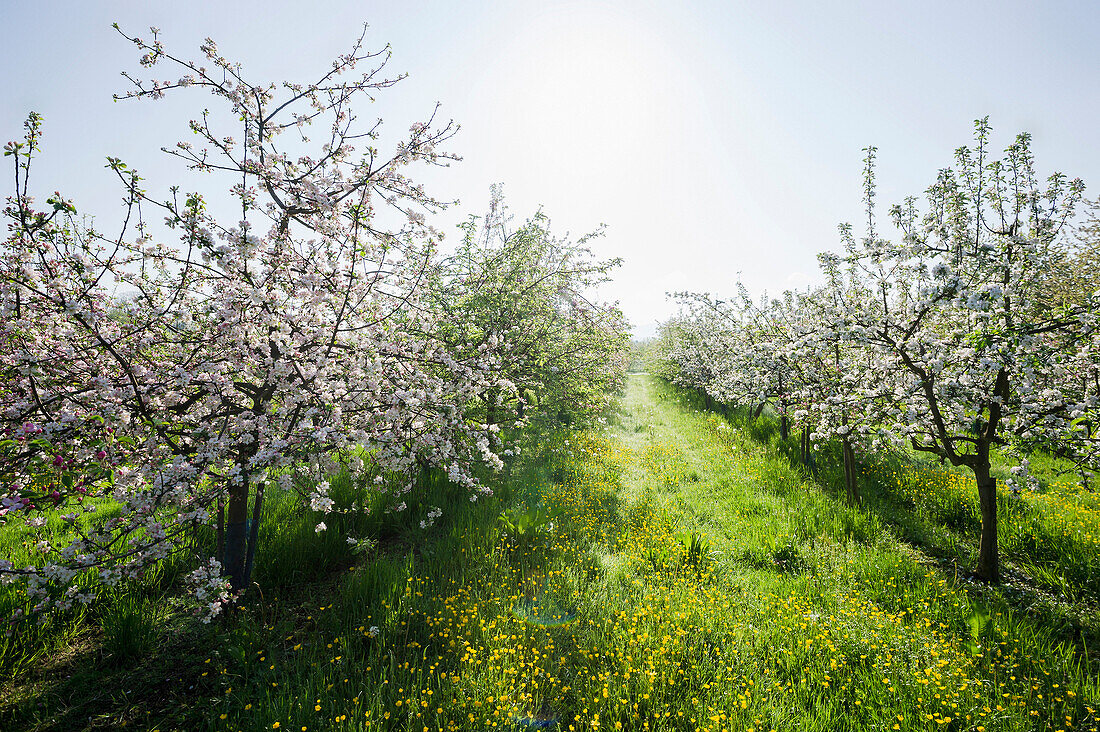 Blossoming apple trees near Offenburg, Ortenau, Black Forest, Baden-Wuerttemberg, Germany