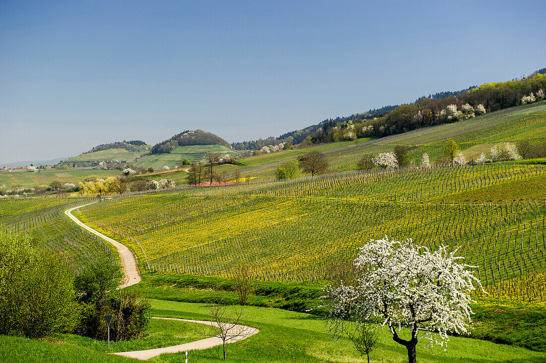 blühende Kirschbäume bei Müllheim, Schwarzwald, Baden-Württemberg, Deutschland