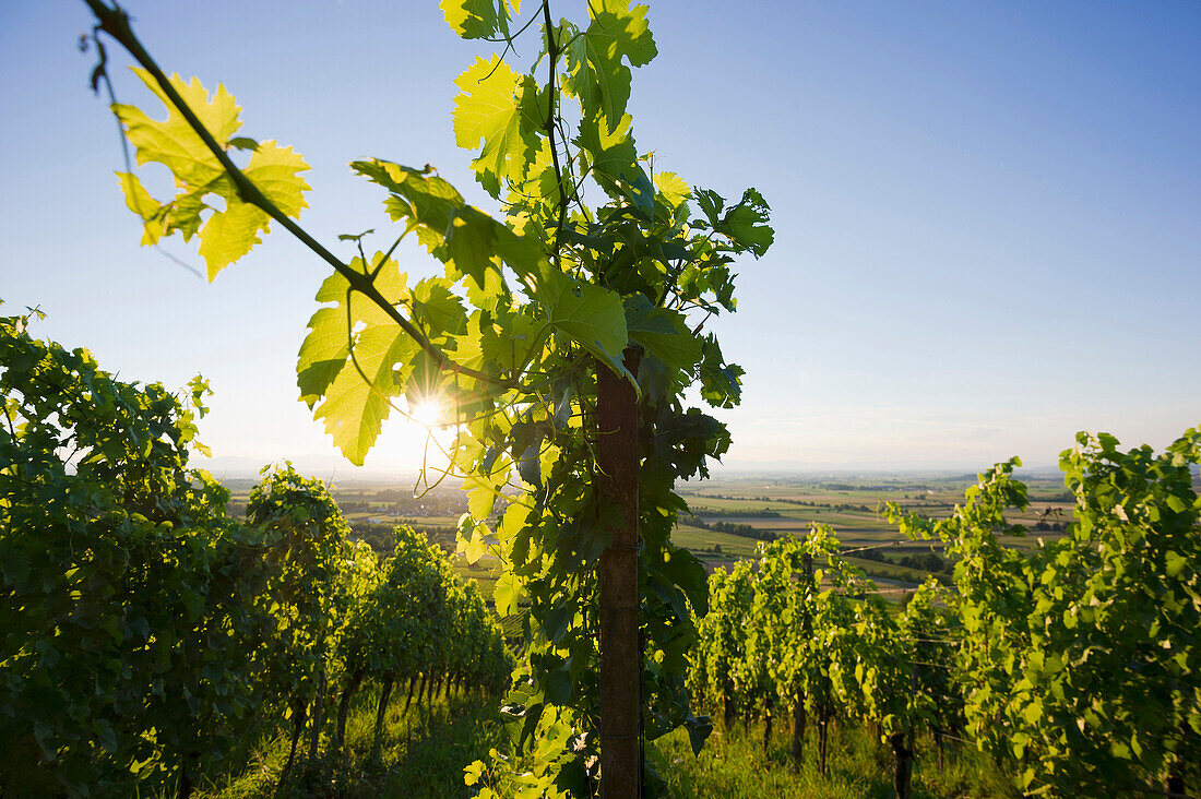 Vineyard and Rhine Valley near Freiburg im Breisgau, Black Forest, Baden-Wuerttemberg, Germany