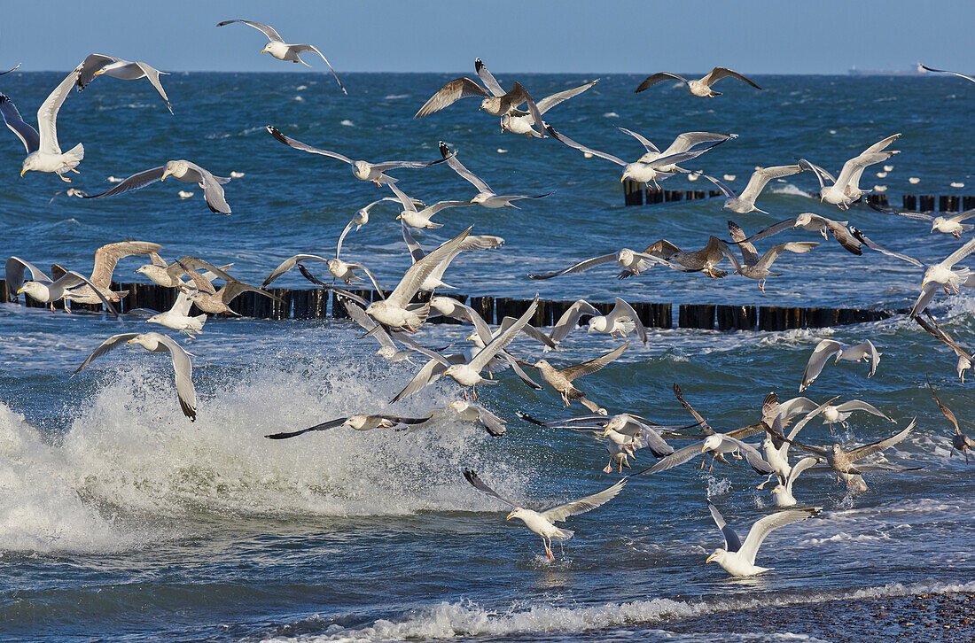Seagulls in the surf, Baltic sea coast near Boergerende, Mecklenburg-Vorpomerania, Germany