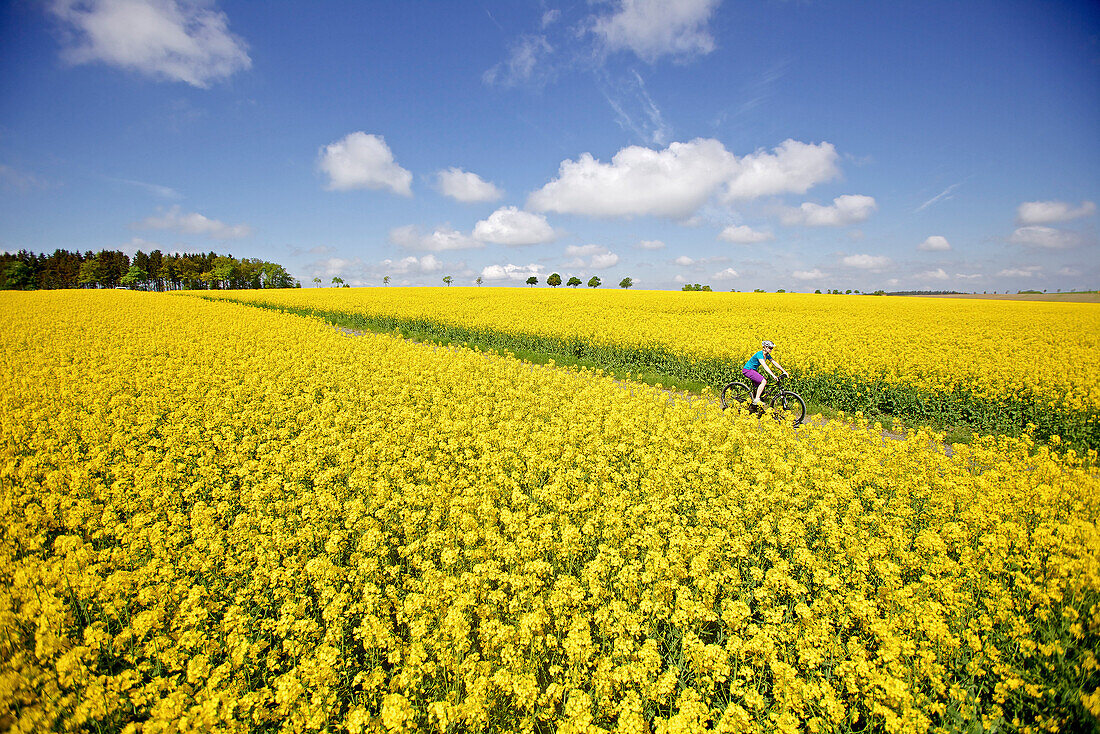 Woman riding an electric bicycle between blooming canola fields, Tanna, Thuringia, Germany