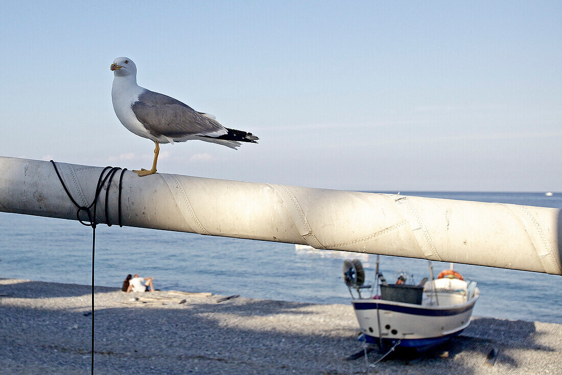 Möwe auf einem Mast am Strand, Finale Ligure, Provinz Savona, Ligurien, Italien