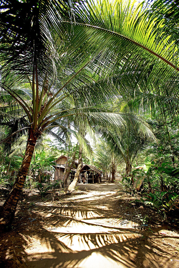 A hut between palm trees, Denpasar, Bali, Indonesia
