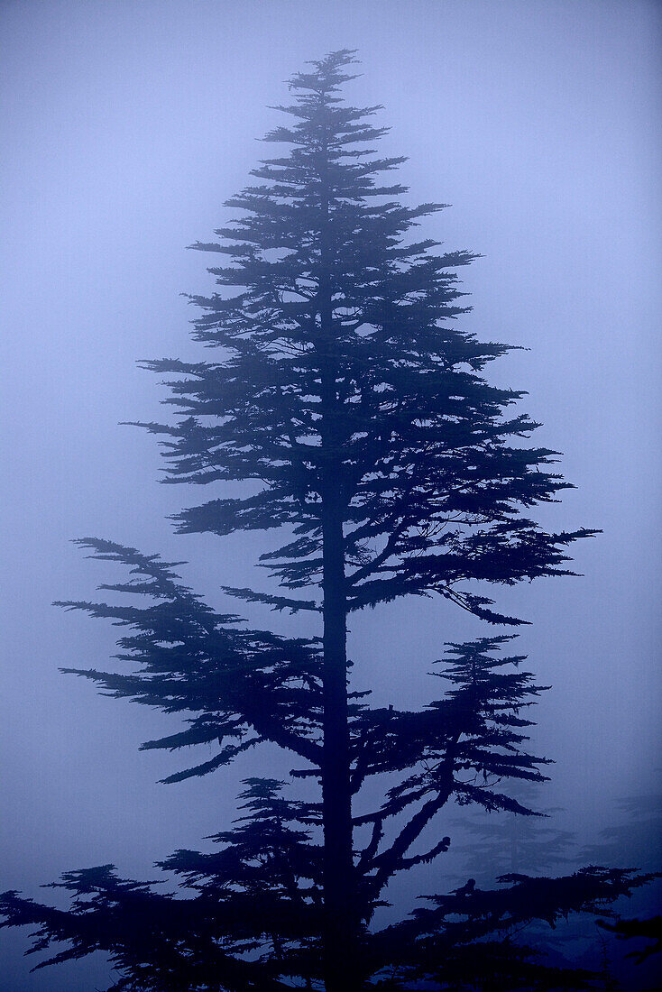 Tree in mist, long-distance footpath Lycian Way, Antalya, Turkey