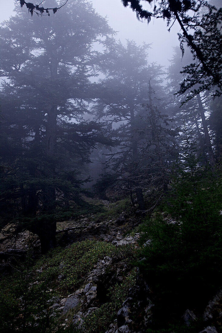 Forest in mist, long-distance footpath Lycian Way, Antalya, Turkey