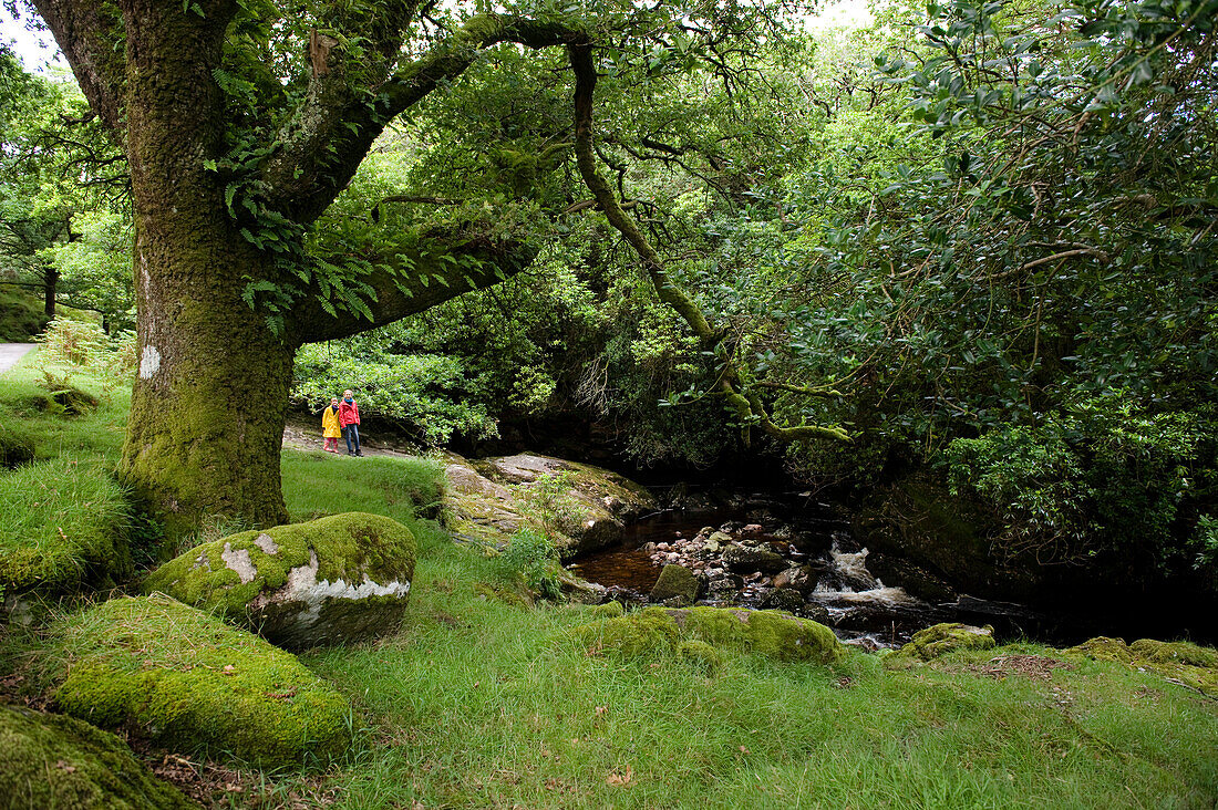 Wanderer im Dartmoor-Nationalpark, Devon, South West England, England, Großbritannien