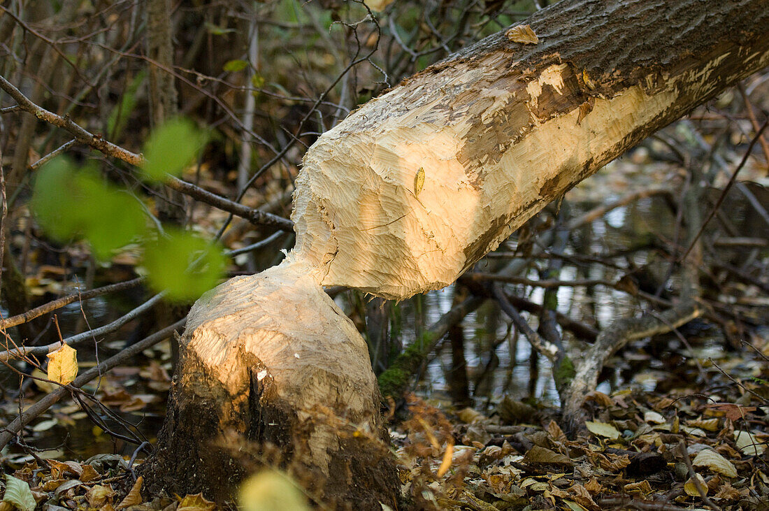 Beaver tree, Biebrza National Park, Podlaskie Voivodeship, Poland