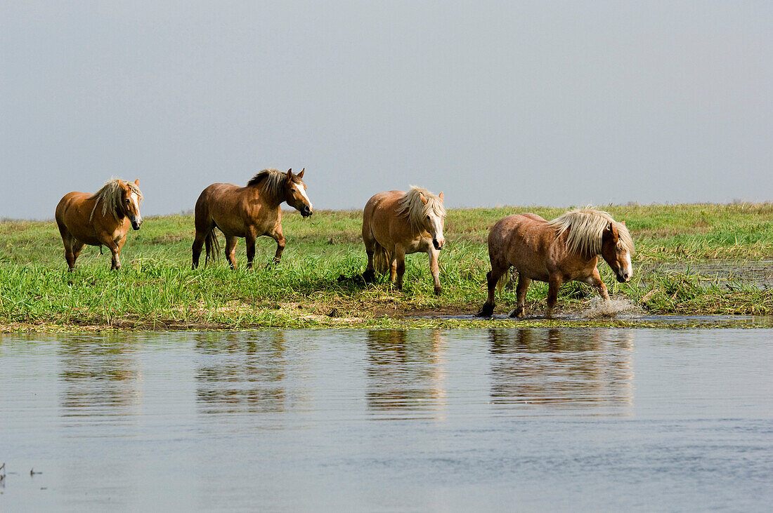 Horses, Biebrza National Park, Podlaskie Voivodeship, Poland