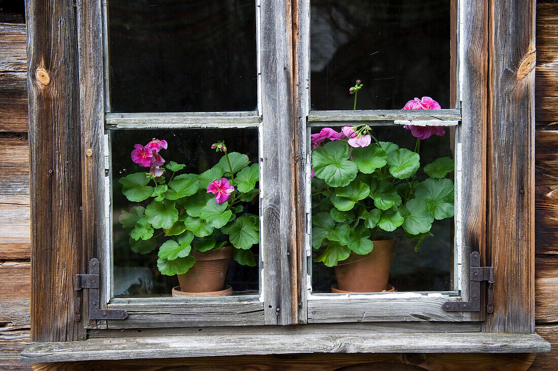 Geranien an einem Fenster, Nowogrod, Nationalpark Biebrza-Flusstal, Woiwodschaft Podlachien, Polen
