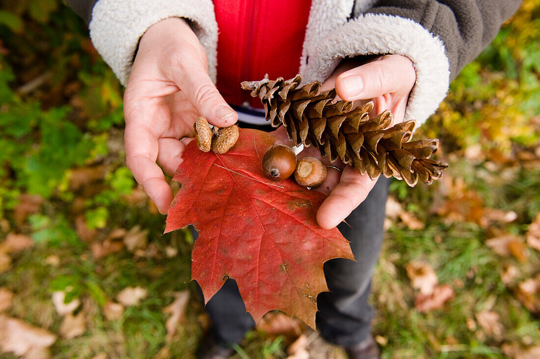 Hands with leaves, acorns and cone, Bialowieza National Park, Podlaskie Voivodeship, Poland