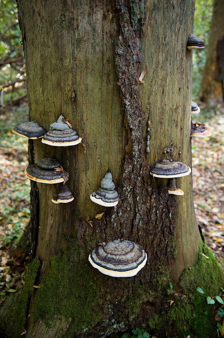 Bracket fungus, Bialowieza National Park, Podlaskie Voivodeship, Poland