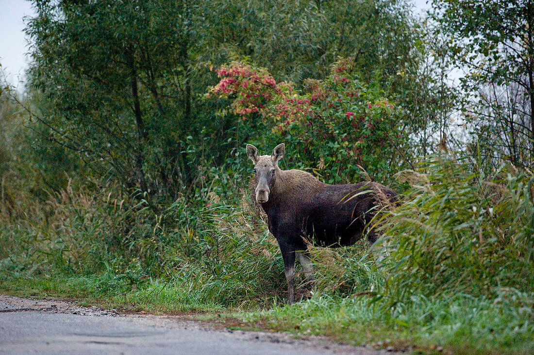 Moose, Biebrza National Park, Podlaskie Voivodeship, Poland