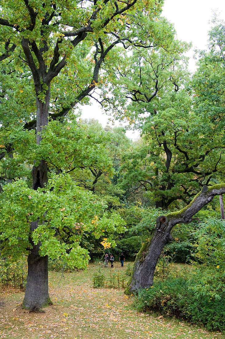 Deciduous trees, Bialowieza National Park, Podlaskie Voivodeship, Poland