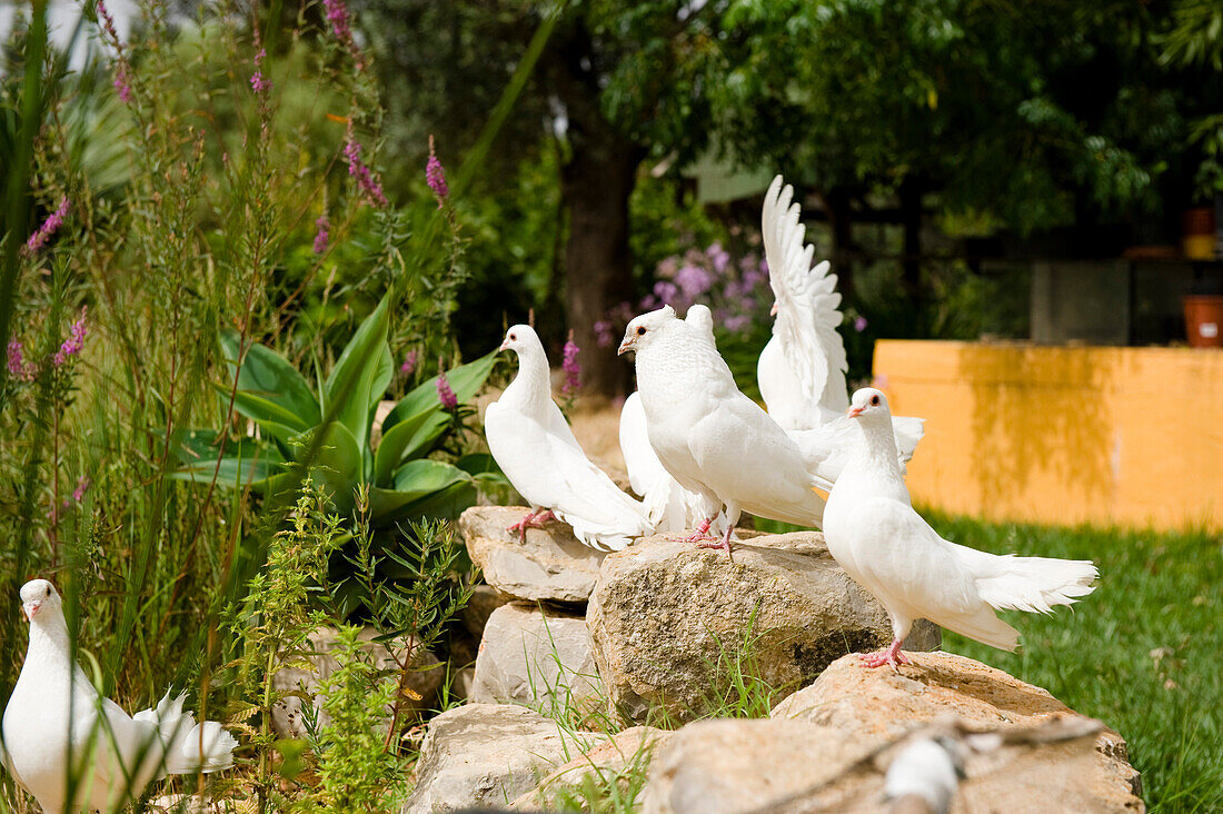 Weiße Tauben, Algarve, Portugal