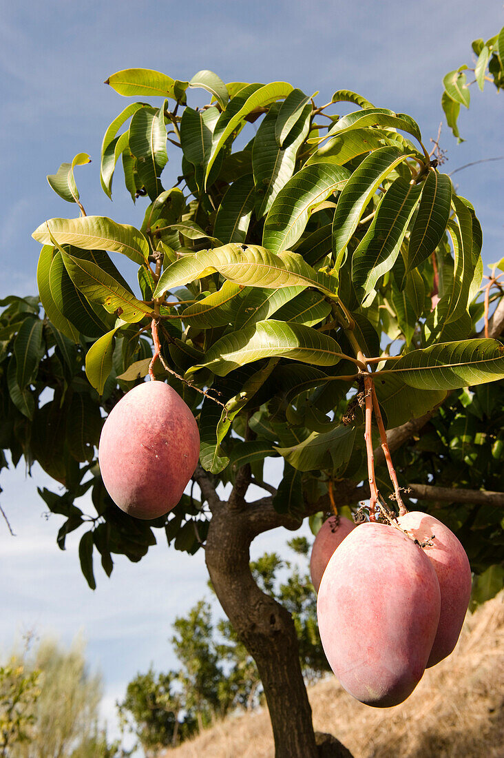 Mangobaum mit Früchten, Finca Ecologica, Andalusien, Spanien