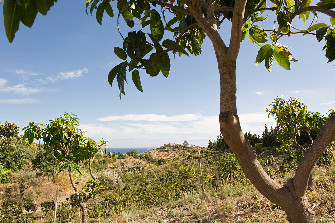 Mangohain, Finca Ecologica, Andalusien, Spanien