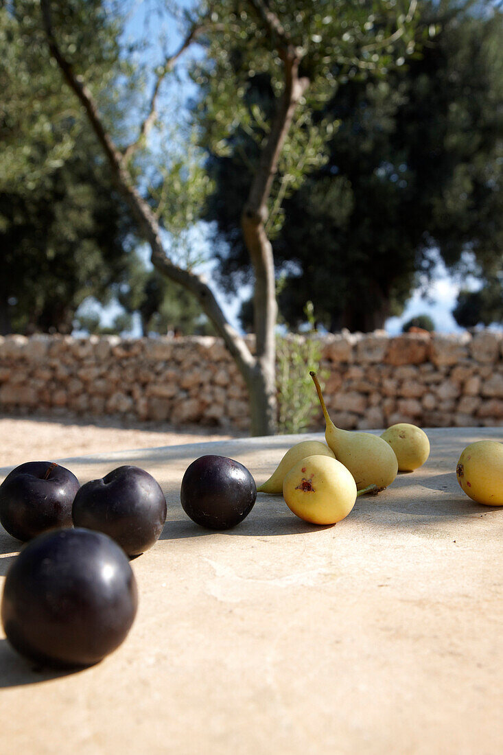 Nahaufnahme, grüne und schwarze Oliven, Masseria, Alchimia, Apulien, Italien