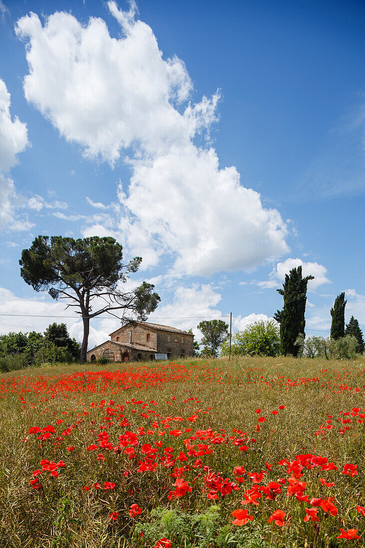 Country house with poppy field and pine and cypress trees, near Chiusi, province of Siena, Tuscany, Italy