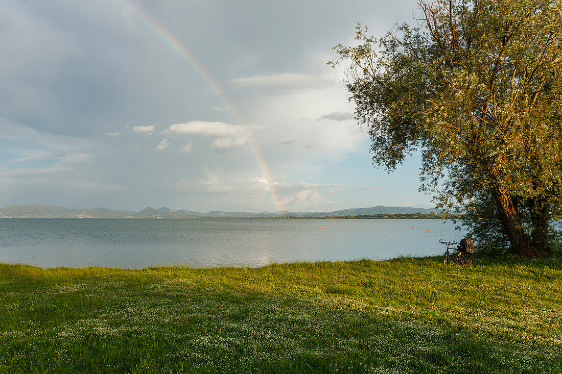 Rainbow near a willow tree, Salix, Lake shore of Castiglione del Lago, Lago Trasimeno, Province of Perugia, Umbria, Italy, Europe