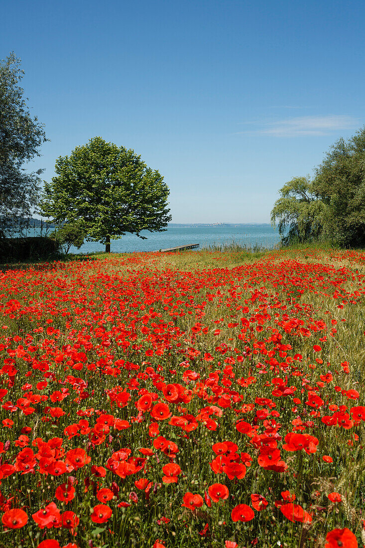 Mohnblüte, Mohnfeld mit Bäume am Seeufer bei San Feliciano, Lago Trasimeno, Trasimenischer See, Provinz Perugia, Umbrien, Italien, Europa