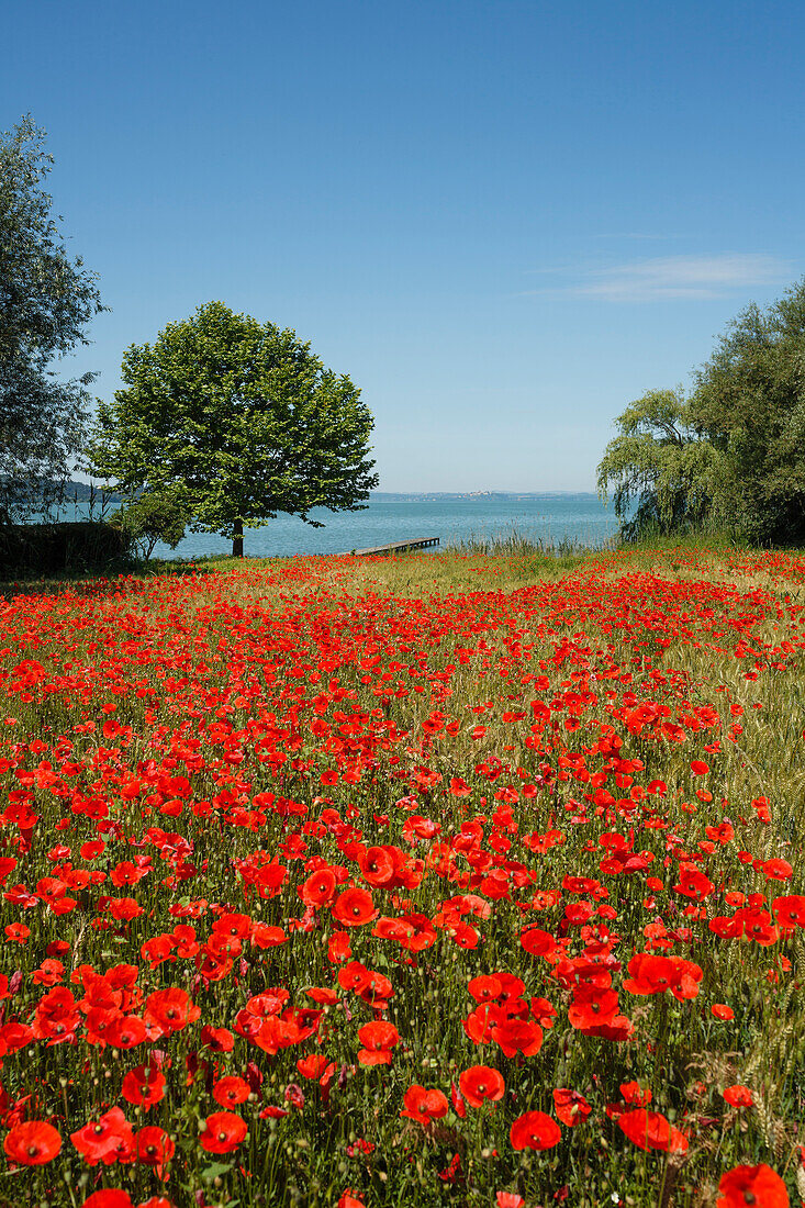 Poppy field at the lake shore near San Feliciano, Lago Trasimeno, Province of Perugia, Umbria, Italy, Europe