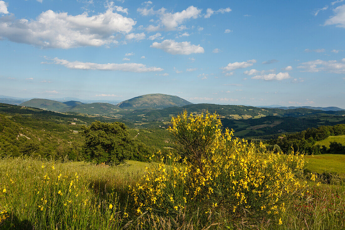 Landschaft mit Ginster, lat. Genista, bei San Bartolomeo, bei Umbertide, Provinz Perugia, Umbrien, Italien, Europa