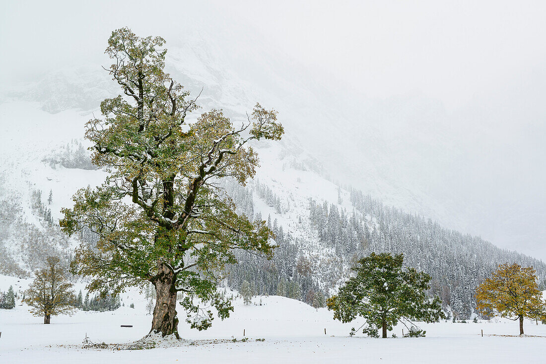 Snow-covered maple trees, Grosser Ahornboden, Eng, Karwendel Nature Reserve, Karwendel range, Tyrol, Austria