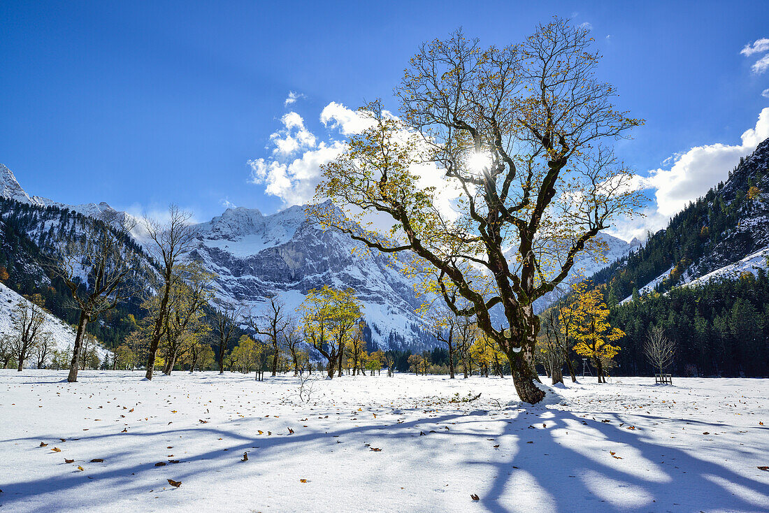 Snow-covered maple trees with Karwendel range in background, Grosser Ahornboden, Eng, Karwendel Nature Reserve, Karwendel range, Tyrol, Austria