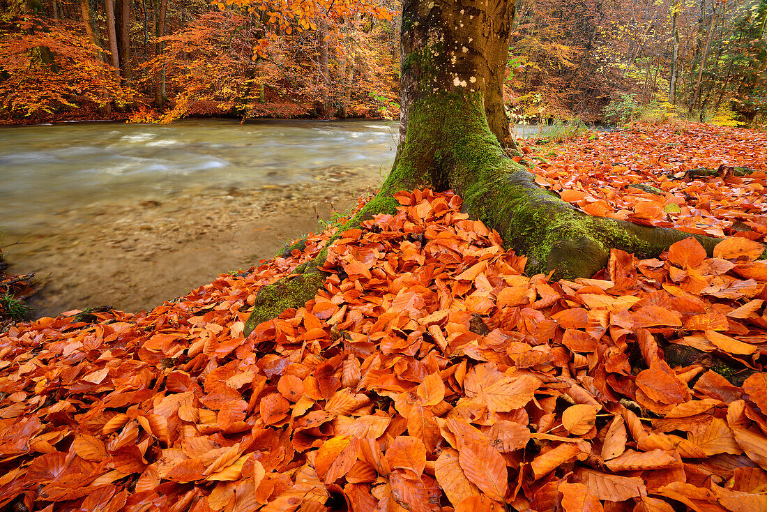 Herbstlich verfärbte Buchen im Würmtal, Würmtal, Starnberg, Oberbayern, Bayern, Deutschland