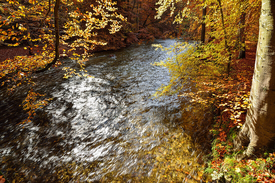 Würm fließt durch herbstlich verfärbten Buchenwald, Würmtal, Starnberg, Oberbayern, Bayern, Deutschland