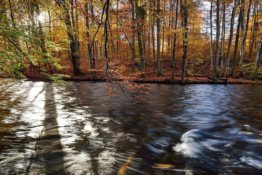 Würm fließt durch herbstlich verfärbten Buchenwald, Würmtal, Starnberg, Oberbayern, Bayern, Deutschland