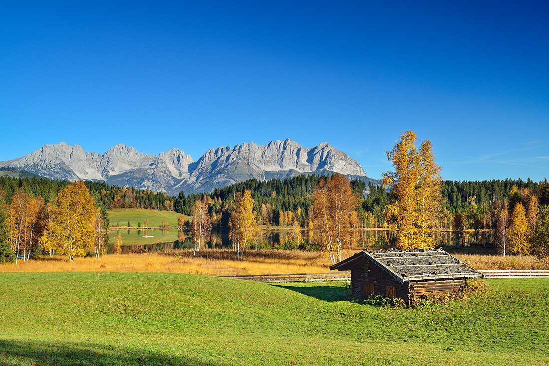 Birch trees in autumn colours in front of lake Schwarzsee with view to Wilder Kaiser with Treffauer, Ellmauer Halt, Karlspitzen, Regalmspitze, Ackerlspitze and Maukspitze, lake Schwarzsee, Kitzbuehel, Tyrol, Austria