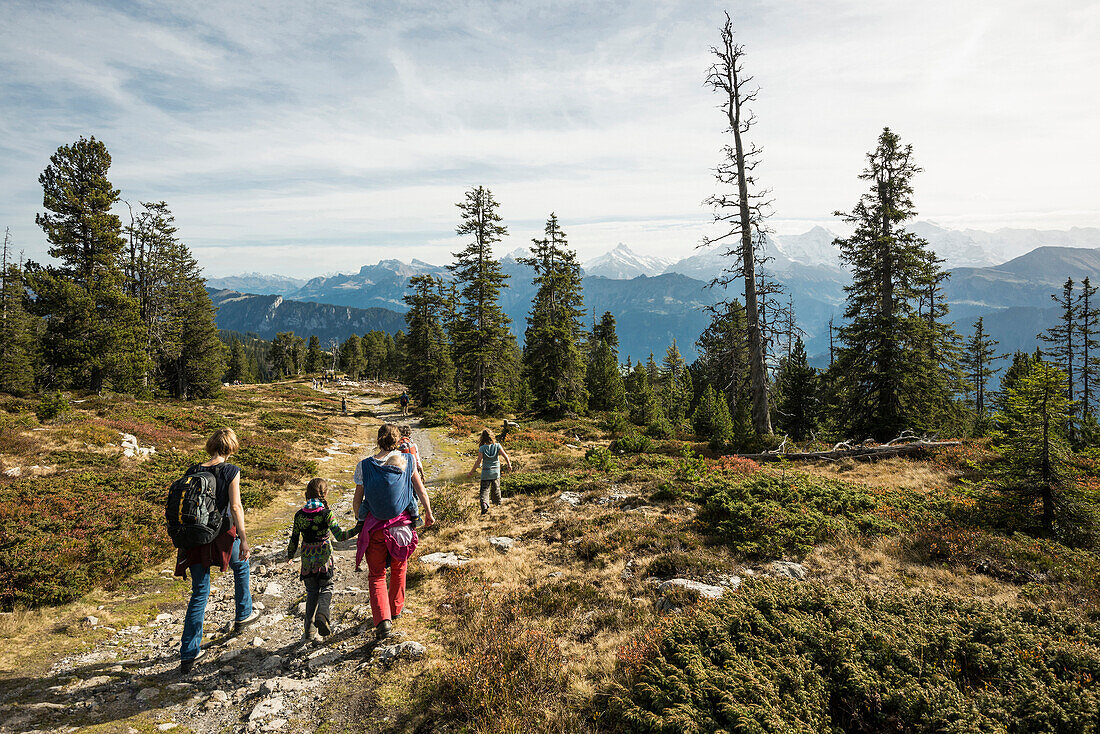 Wanderweg am Niederhorn, Beatenberg, Berner Oberland, Kanton Bern, Schweiz